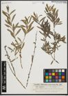 Foto von Salix purpurea L.